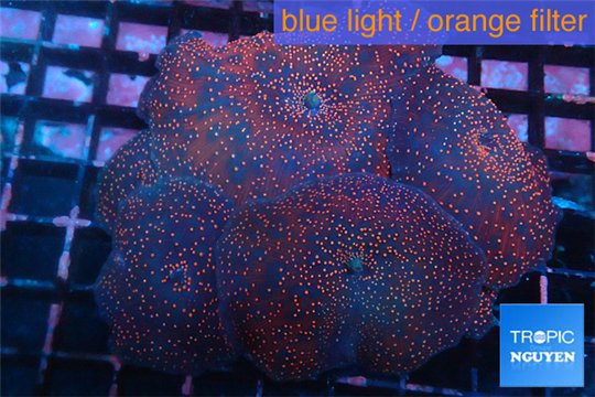 Discosoma red galaxy 8-12 cm WYSIWYG acclimaté