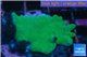Montipora digitata green 3-4 cm WYSIWYG acclimaté