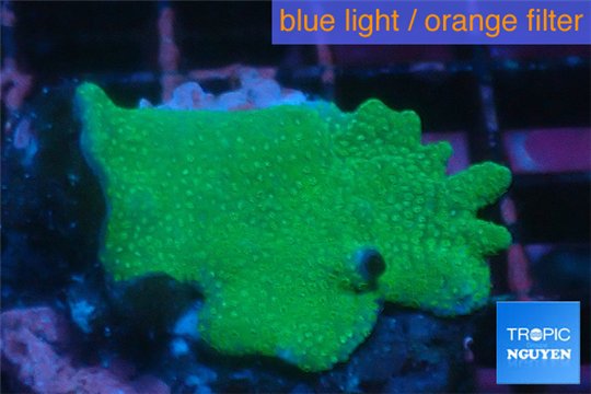 Montipora digitata green 3-4 cm WYSIWYG acclimaté