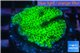 Montipora green & purple polyps 3-4 cm WYSIWYG acclimaté