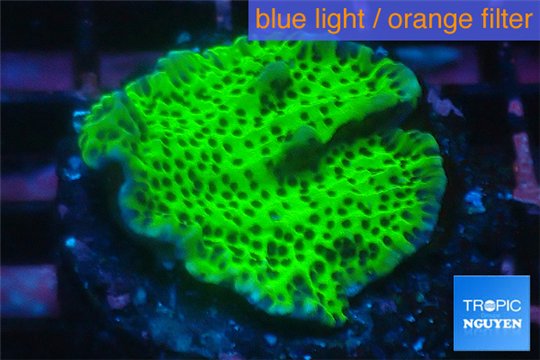 Montipora green & purple polyps 3-4 cm WYSIWYG acclimaté