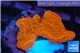 Montipora red cap 2-3 cm WYSIWYG acclimaté
