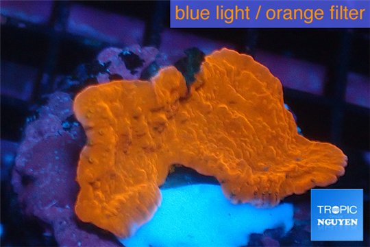 Montipora red cap 2-3 cm WYSIWYG acclimaté