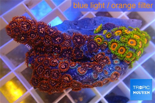 Zoanthus red + Zoanthus eagle eyes 4-6 cm WYSIWYG acclimaté