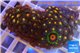 Zoanthus orange 4-6 cm WYSIWYG acclimaté
