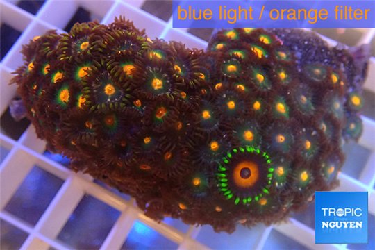 Zoanthus orange 4-6 cm WYSIWYG acclimaté