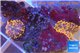 Ricordea yuma red 2 polyps WYSIWYG acclimaté