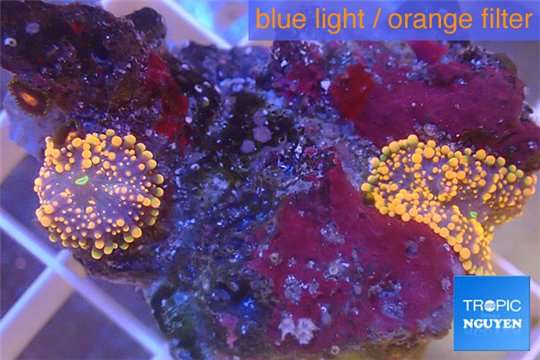 Ricordea yuma red 2 polyps WYSIWYG acclimaté