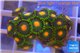 Zoanthus sunset kiwi 3-4 cm WYSIWYG acclimaté