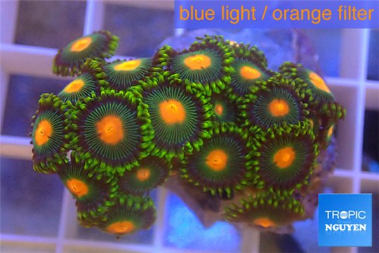 Zoanthus sunset kiwi 3-4 cm WYSIWYG acclimaté