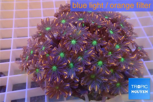 Clavularia papaya orange 8-12 cm WYSIWYG acclimaté