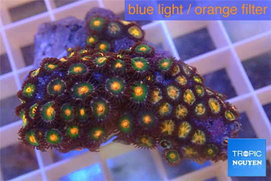 Zoanthus orange 3-5 cm WYSIWYG acclimaté