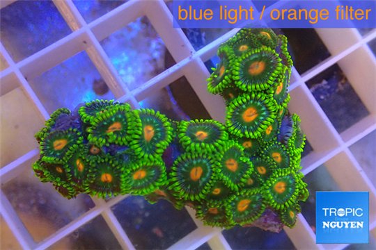 Zoanthus sunset kiwi 3-4 cm WYSIWYG acclimaté