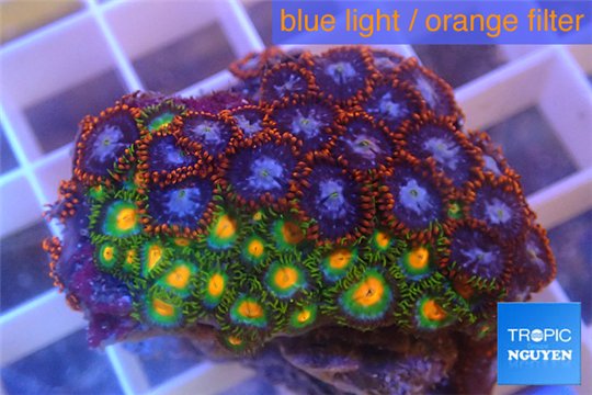 Zoanthus red blue + Zoanthus sunset kiwi 3-5 cm WYSIWYG acclimaté