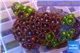 Zoanthus red blue + Zoanthus sunset kiwi 4-6 cm WYSIWYG acclimaté