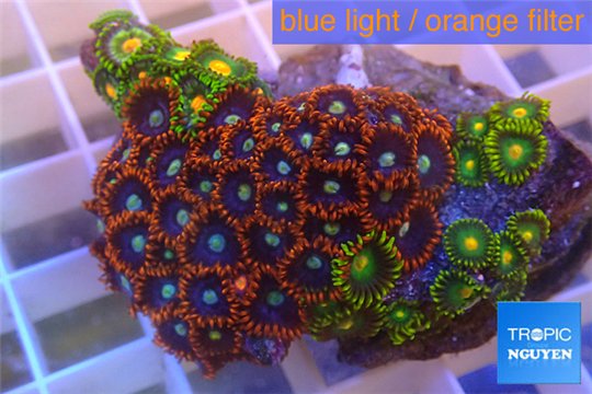 Zoanthus red blue + Zoanthus sunset kiwi 4-6 cm WYSIWYG acclimaté