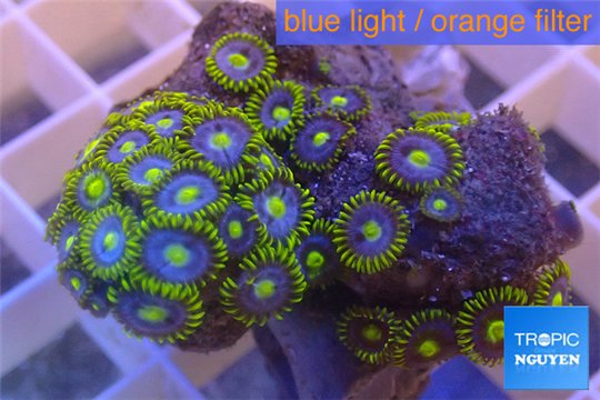 Zoanthus green blue magician 3-5 cm WYSIWYG acclimaté