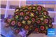 Zoanthsu red loop + Zoanthus orange 3-5 cm WYSIWYG acclimaté