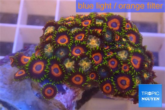 Zoanthsu red loop + Zoanthus orange 3-5 cm WYSIWYG acclimaté