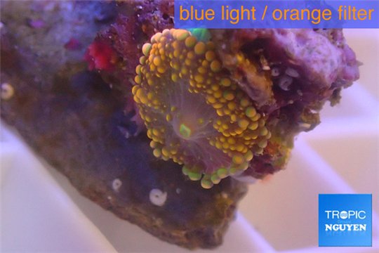 Ricordea yuma red small polyps 1 polyp WYSIWYG acclimaté