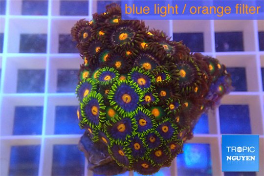 Zoanthus purple green + Zoanthus orange 3-5 cm WYSIWYG acclimaté