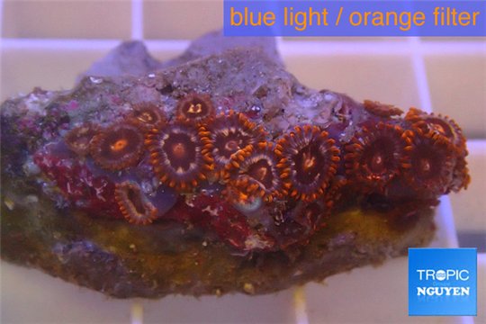 Zoanthus red 3-4 cm WYSIWYG acclimaté