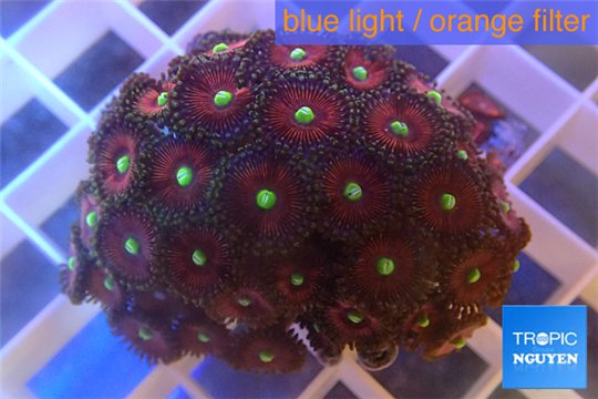 Zoanthus pink damond 3-5 cm WYSIWYG acclimaté