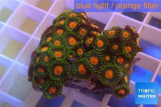 Zoanthus sunset kiwi 3-4 cm WYSIWYG acclimaté