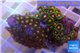 Zoanthus purple green + Zoanthus orange 3-5 cm WYSIWYG acclimaté