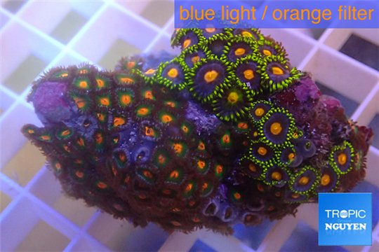 Zoanthus purple green + Zoanthus orange 3-5 cm WYSIWYG acclimaté