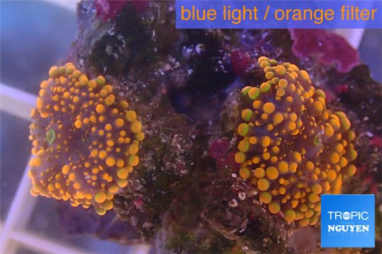 Ricordea yuma red 2 polyps WYSIWYG acclimaté