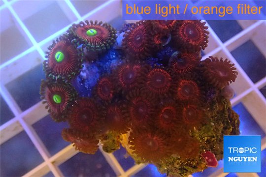 Zoanthus pink damond 3-5 cm WYSIWYG acclimaté