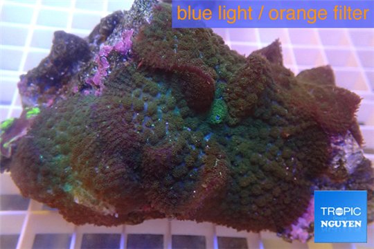 Rhodactis big leaf 10-15 cm WYSIWYG acclimaté