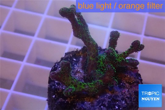 Seriatopora caliendrum 3-4 cm WYSIWYG acclimaté