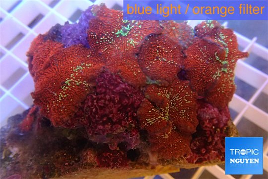 Discosoma red galaxy 9-15 cm WYSIWYG acclimaté