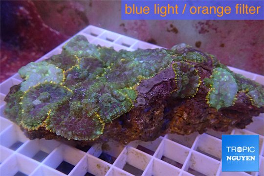 Rhodactis rainbow 8-12 cm WYSIWYG acclimaté