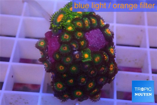 Zoanthus sunset kiwi 3-4 cm WYSIWYG acclimaté