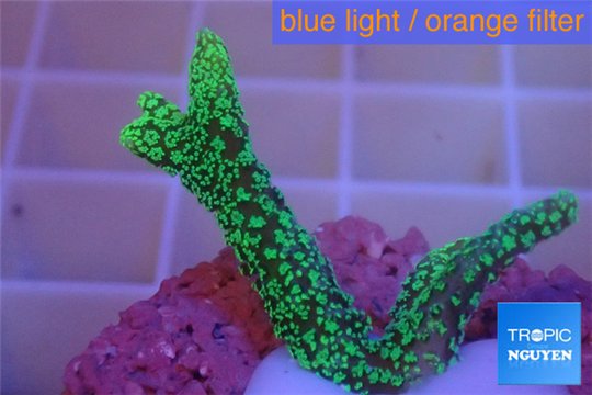 Seriatopora caliendrum 2-3 cm WYSIWYG acclimaté