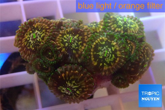 Zoanthus hawiian people eater 2-4 cm WYSIWYG acclimaté