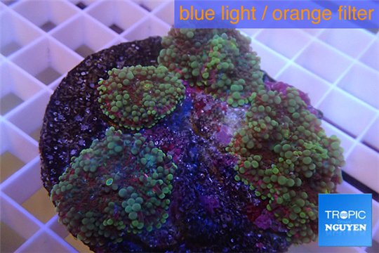 Ricordea yuma green purple 8-12 cm WYSIWYG acclimaté