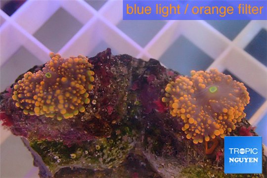 Ricordea yuma red 2 polyps WYSIWYG acclimaté