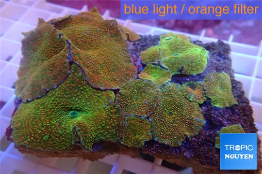 Rhodactis watermelon 7-10 cm WYSIWYG acclimaté