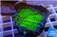 Montipora green & purple polyps 4-5 cm WYSIWYG acclimaté