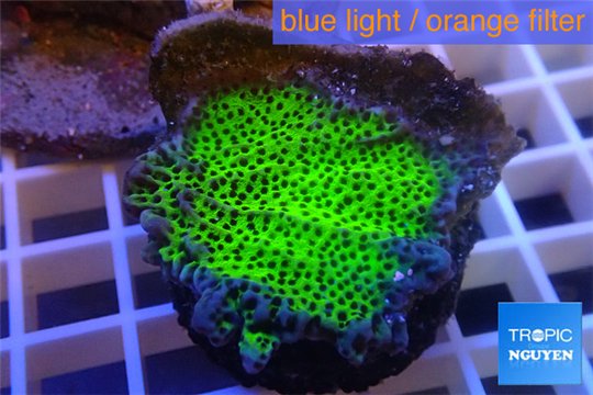 Montipora green & purple polyps 4-5 cm WYSIWYG acclimaté