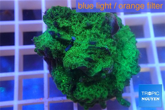 Pachyseris green 4-5 cm WYSIWYG acclimaté