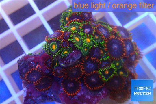 Zoanthus red blue + Zoanthus sunset kiwi 3-5 cm WYSIWYG acclimaté
