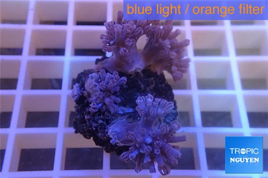 Xenia pumping 4-6 cm WYSIWYG acclimaté