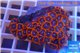 Zoanthus red blue 5-6 cm WYSIWYG acclimaté