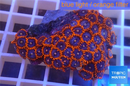 Zoanthus red blue 5-6 cm WYSIWYG acclimaté