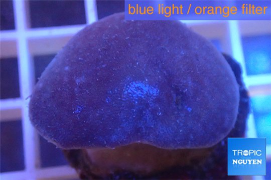 Sarcophyton erenberghi white polyps 4-6 cm WYSIWYG acclimaté